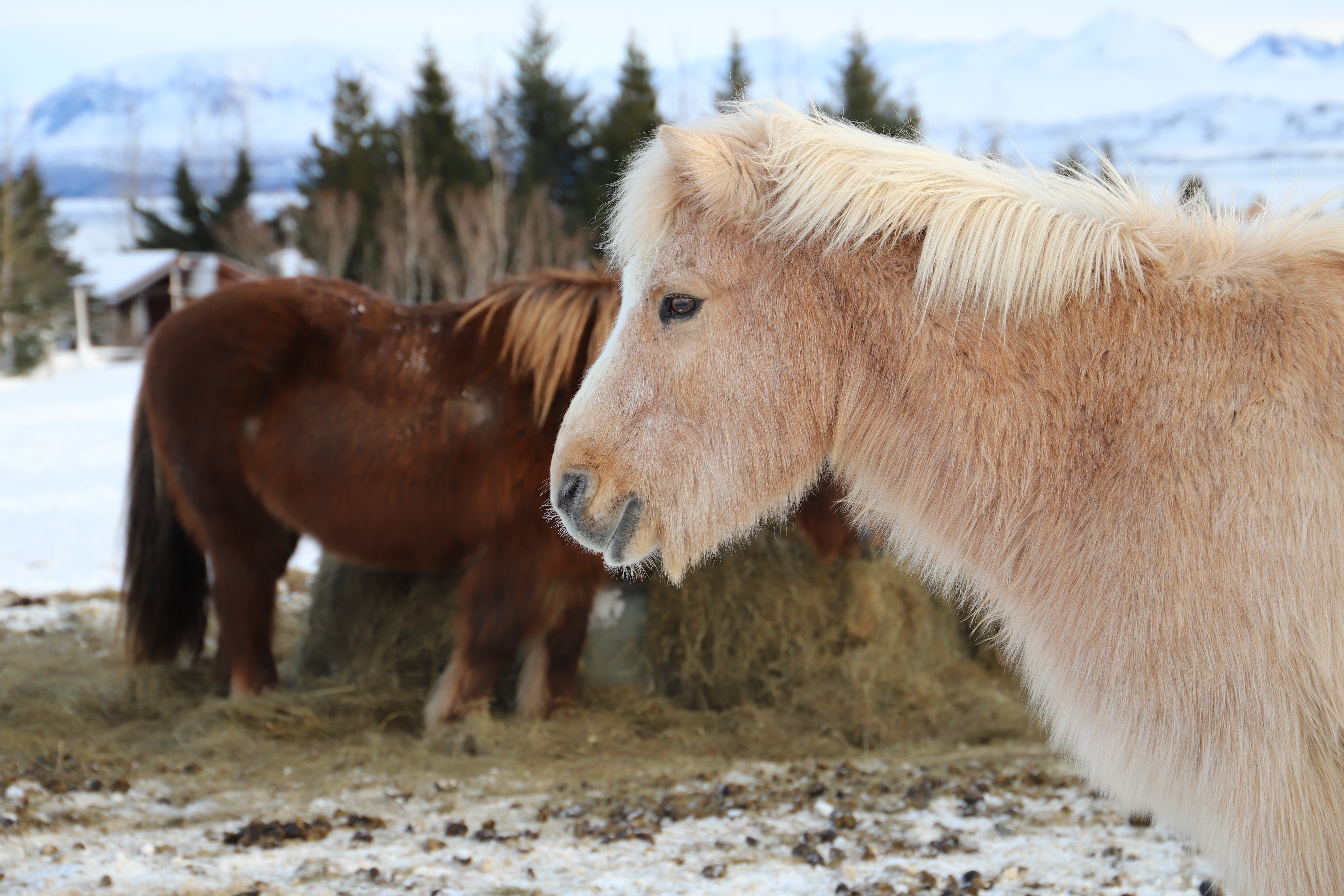 Tour de l'Islande en van